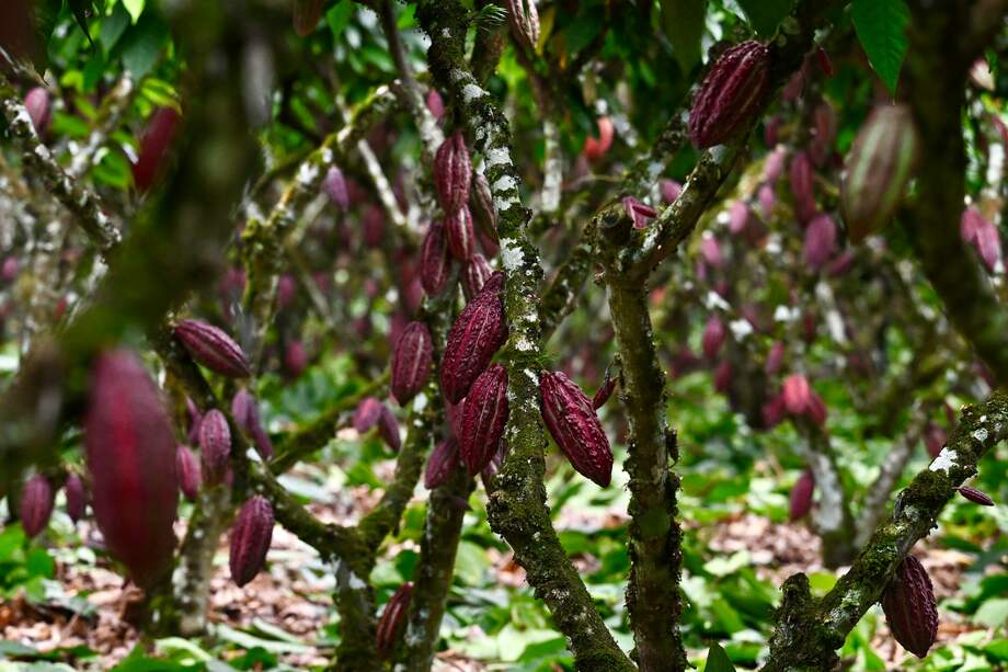 Plantas de cacao en la provincia de Los Ríos, Ecuador.