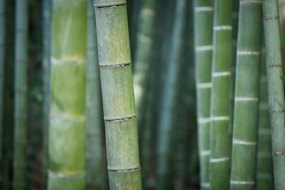 El bambú de la suerte es una de las plantas acuáticas más comunes para interiores.