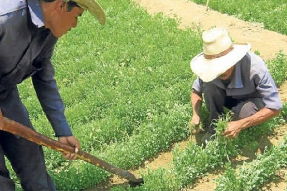 El ministerio de Agricultura anunció que inicia el programa de entrega de subsidios para elevar la producción agraria.