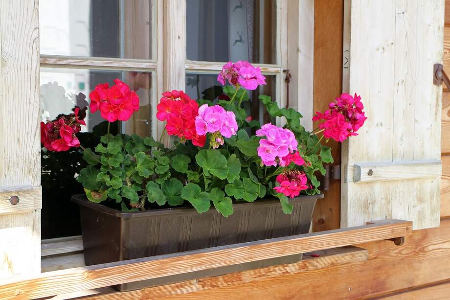 Los geranios son flores perfectas para exteriores.