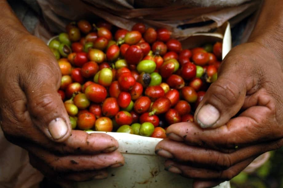 Establecen nuevas ayudas para los cafeteros afectados por El Niño. / Bloomberg News