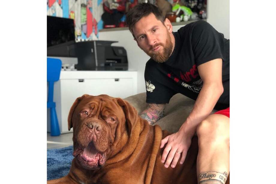Hulk, el perro de Messi, puede pesar hasta 65 kilogramos y tiene una esperanza de vida entre 8 y 10 años.