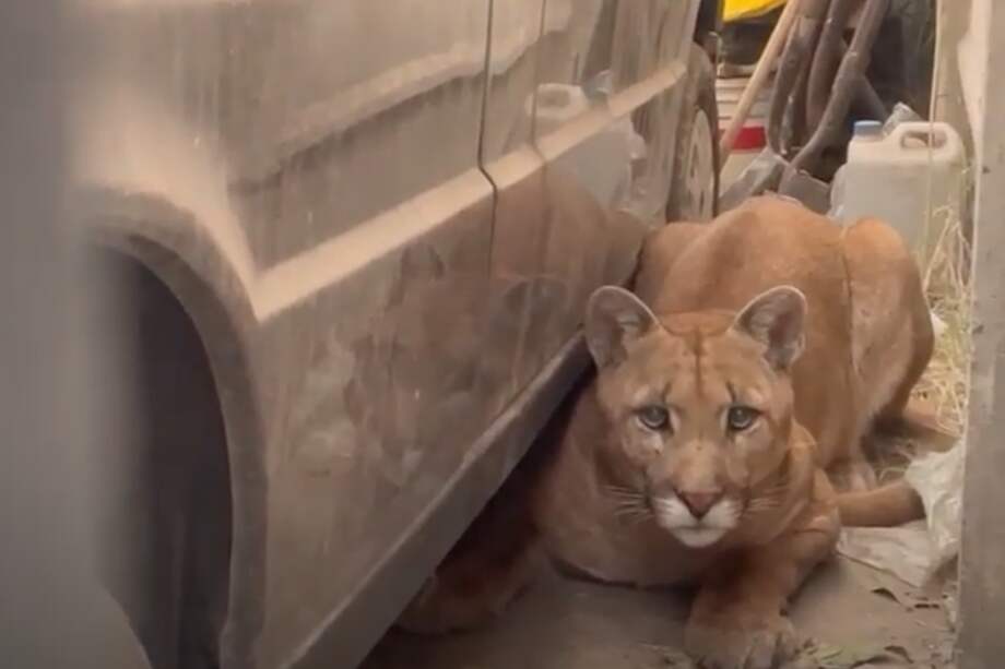 Este es el Puma encontrado en un garaje, en una pequeña localidad ubicada a las afueras de Necochea, Argentina.