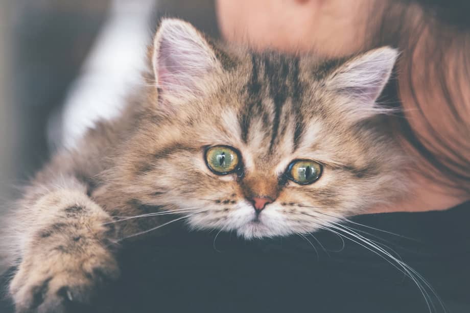 Cuando las rutinas básicas o el entorno de un gato cambian, pueden empezar a sentirse menos seguros y más vulnerables en su propio hogar.