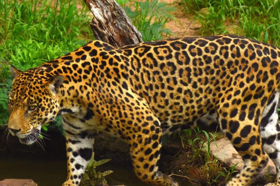 El jaguar está calificado como “casi amenazado”, según la Lista Roja de Especies Amenazadas de la IUCN.