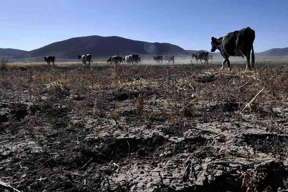 Frecuentemente, los años con el fenómeno de El Niño se han relacionado con temperaturas más altas y sequías . EFE/MIGUEL SIERRA 

