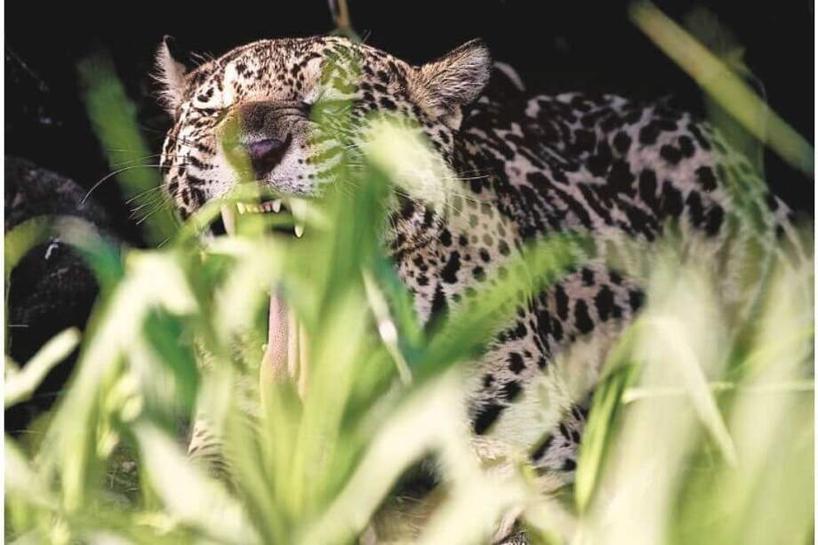 Imagen de una de las escenas de “Jaguar”, que tendrá tres funciones y conversatorios sobre temas ambientales. / Simón González