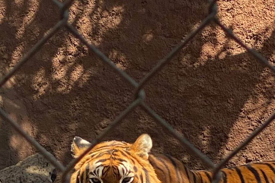 MEX9449. MORELIA (MÉXICO), 11/03/2023.- Fotografía de un tigre en un zoológico, el 3 de marzo de 2023, en Morelia (México). Unos 200 tigres provenientes de rescates, abandono, decomisos y de zoológicos de México fueron enviados a un centro de rescate y conservación en la India, para contribuir a evitar su extinción en su país de origen, informaron este sábado una asociación y un santuario mexicanos. EFE/ Alex Cruz
