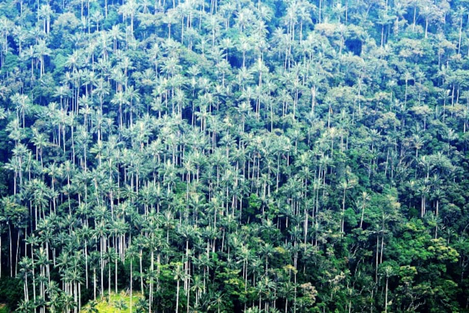 En la cuenca del río Tochecito, la concentración de palmas es 600 veces mayor que en el valle de Cocora. En la imagen, una foto de esa área.  / Rodrigo Bernal