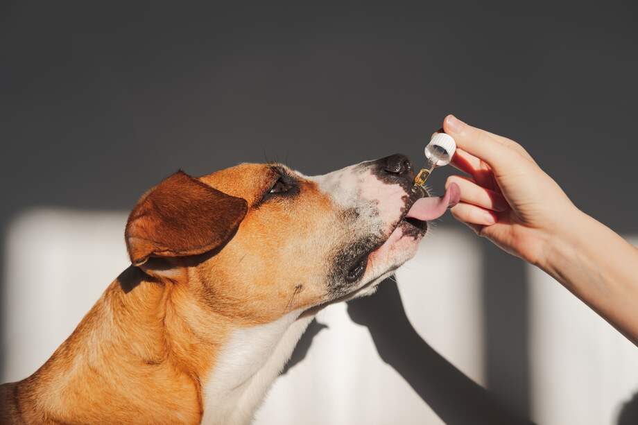 La inclusión de CBD en los suplementos y medicamentos para mascotas es una práctica que se ha popularizado en los últimos años. 
