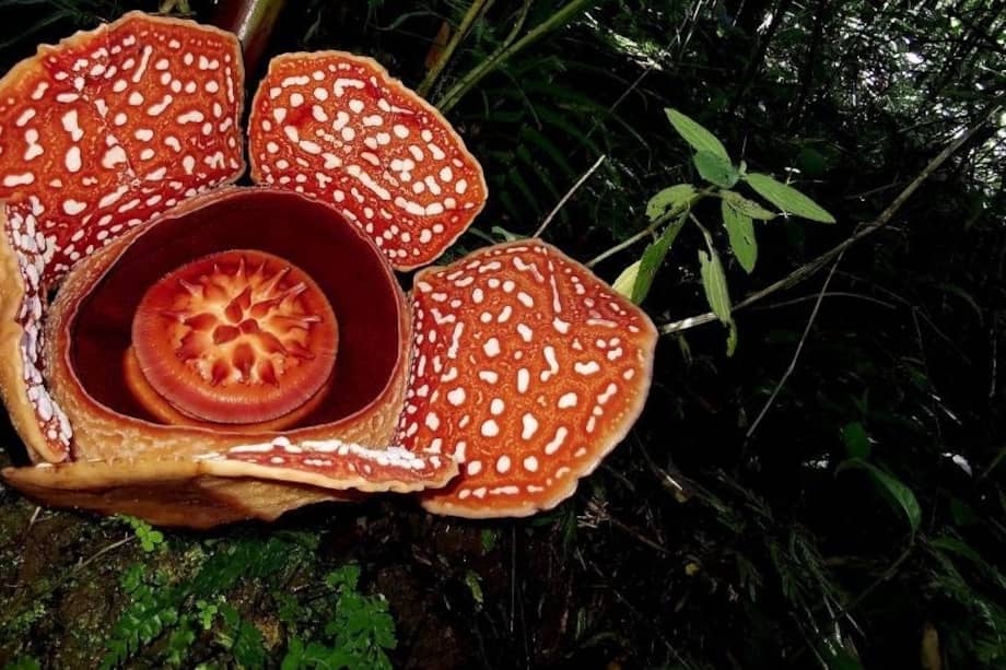 La Rafflesia crece en enredaderas tropicales en varias partes del sudeste asiático (principalmente Brunéi, Indonesia, Malasia, Filipinas y Tailandia).