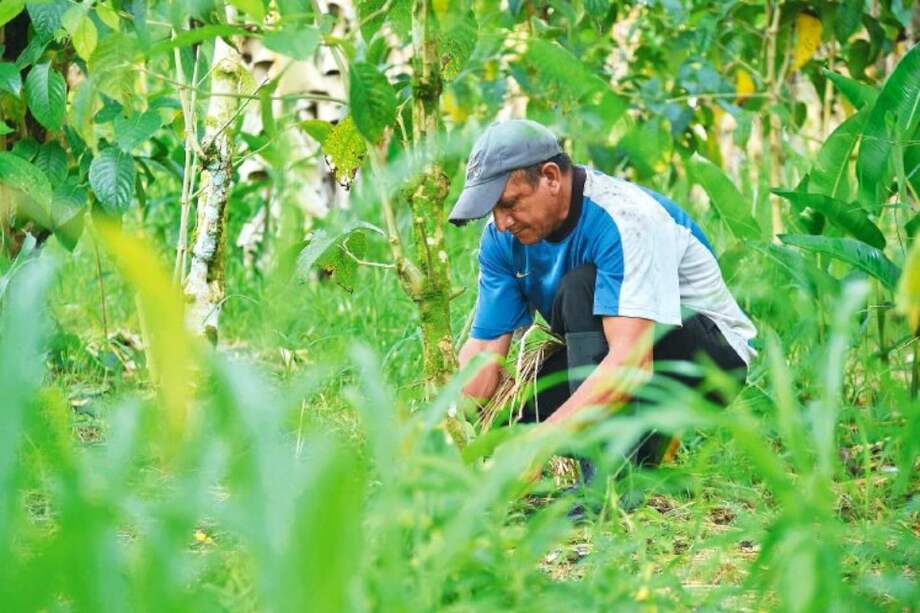 El Ministerio de Agricultura dispone de $528.000 millones para mejorar la productividad en el campo.