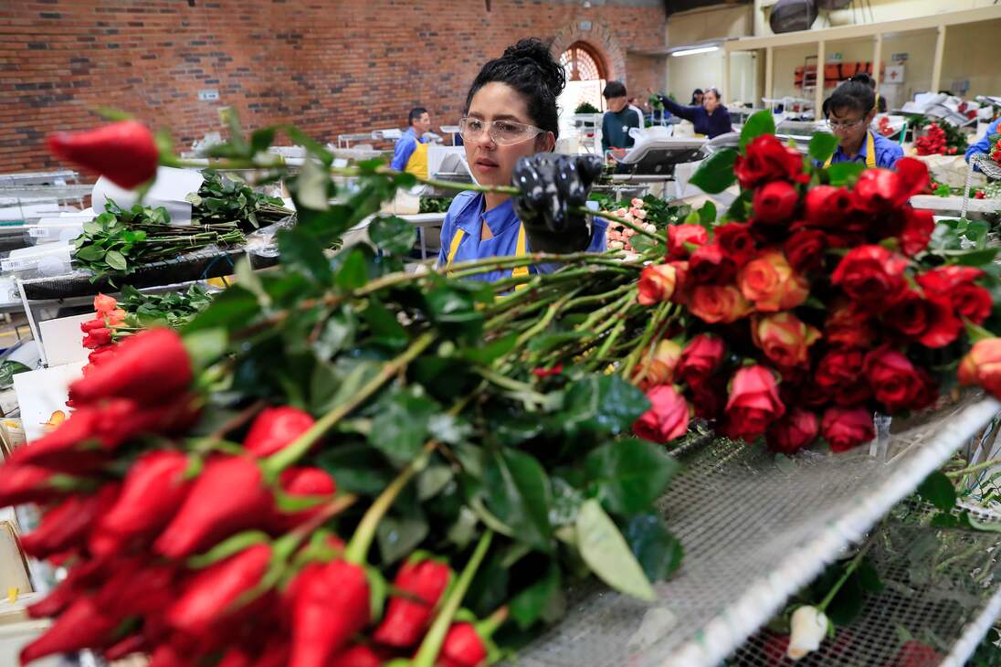 ACOMPAÑA CRÓNICA: COLOMBIA SAN VELNTÍN - AME8405. CHÍA (COLOMBIA), 12/02/2024.- Una mujer trabaja en el empaque de rosas el 31 de enero de 2024, en la hacienda Mongibello en Chía, Cundinamarca (Colombia). De los 700 millones de rosas que Colombia envía cada año a floristerías de todo el mundo por San Valentín, nuevas variedades han nacido de mezclas que resultan en colores morados, rosados o anaranjados, todos ellos especiales y únicos en el mundo. Las variedades de rosas colombianas que se exportan para ser regaladas en Estados Unidos, Japón, Canadá, Reino Unido o España, entre otros países, tienen derechos de propiedad intelectual a nombre de los creadores originales de las variedades, a los que la industria llama 'breeders' (criadores). EFE/ Carlos Ortega