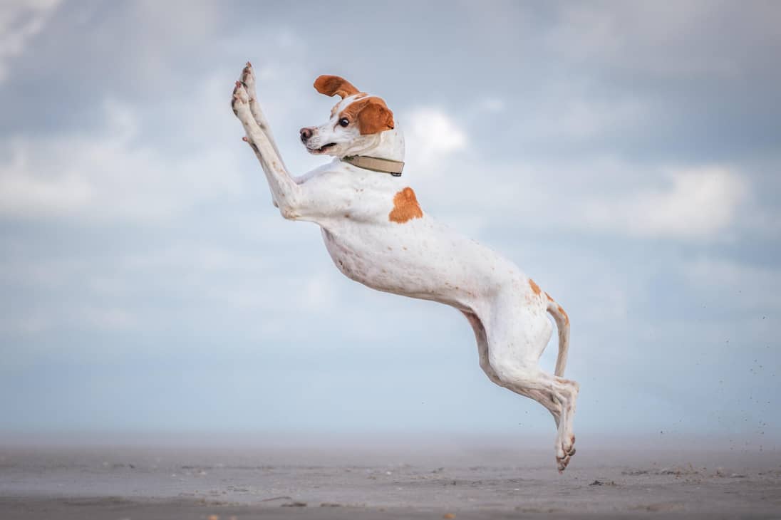 “Dancing Queen”, fotografía tomada por la fotografa alemana Vera Faupel. En la imagen se ve a Pepper, un perrito que ama saltar.