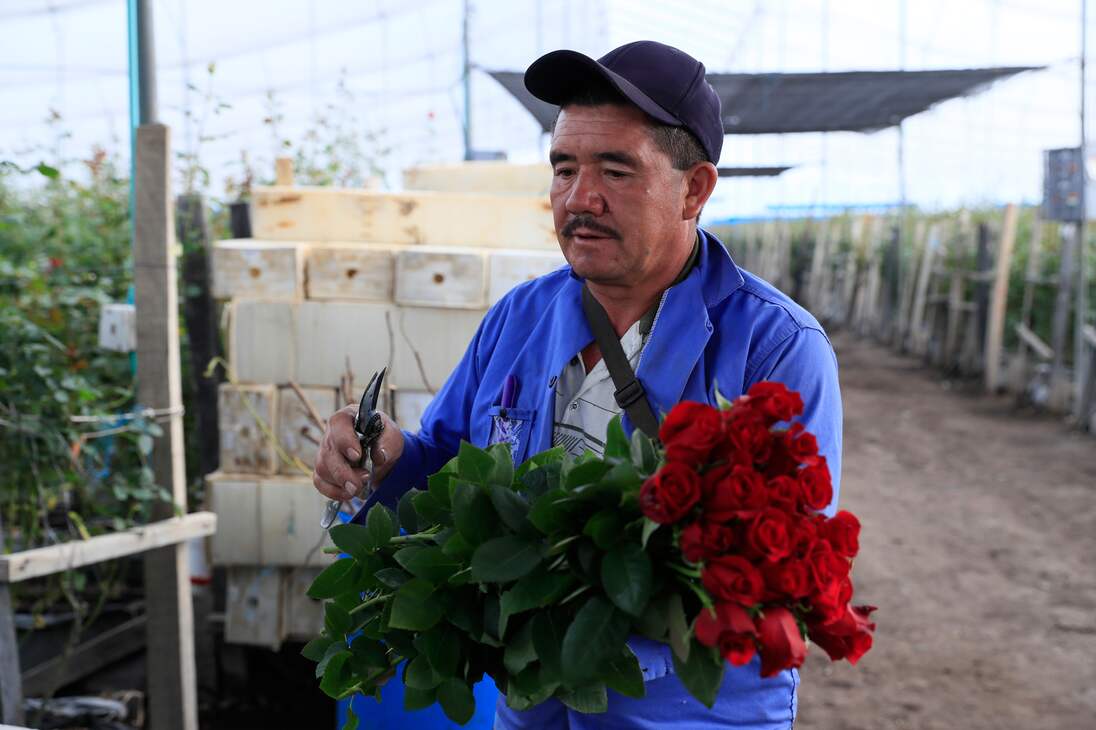 ACOMPAÑA CRÓNICA: COLOMBIA SAN VELNTÍN - AME8405. CHÍA (COLOMBIA), 12/02/2024.- Un hombre trabaja en la recolección de flores el 31 de enero de 2024, en la hacienda Mongibello en Chía, Cundinamarca (Colombia). De los 700 millones de rosas que Colombia envía cada año a floristerías de todo el mundo por San Valentín, nuevas variedades han nacido de mezclas que resultan en colores morados, rosados o anaranjados, todos ellos especiales y únicos en el mundo. Las variedades de rosas colombianas que se exportan para ser regaladas en Estados Unidos, Japón, Canadá, Reino Unido o España, entre otros países, tienen derechos de propiedad intelectual a nombre de los creadores originales de las variedades, a los que la industria llama 'breeders' (criadores). EFE/ Carlos Ortega