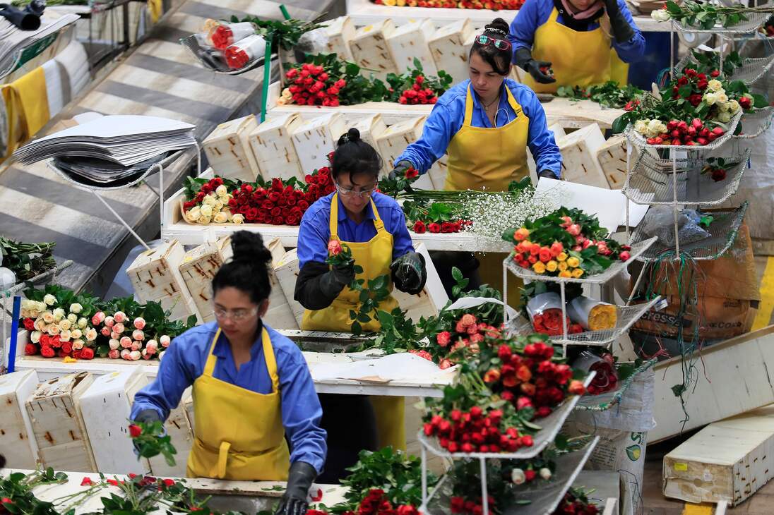 ACOMPAÑA CRÓNICA: COLOMBIA SAN VELNTÍN - AME8405. CHÍA (COLOMBIA), 12/02/2024.- Varias mujeres trabajan en el empaque de rosas el 31 de enero de 2024, en la hacienda Mongibello en Chía, Cundinamarca (Colombia). De los 700 millones de rosas que Colombia envía cada año a floristerías de todo el mundo por San Valentín, nuevas variedades han nacido de mezclas que resultan en colores morados, rosados o anaranjados, todos ellos especiales y únicos en el mundo. Las variedades de rosas colombianas que se exportan para ser regaladas en Estados Unidos, Japón, Canadá, Reino Unido o España, entre otros países, tienen derechos de propiedad intelectual a nombre de los creadores originales de las variedades, a los que la industria llama 'breeders' (criadores). EFE/ Carlos Ortega