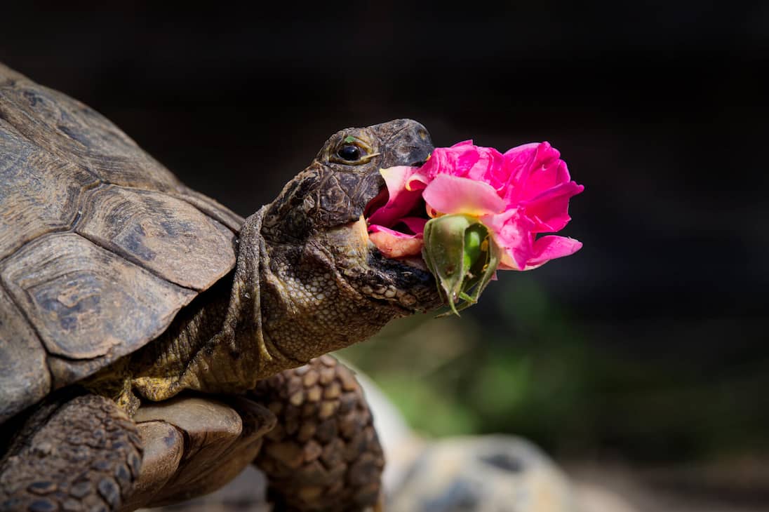 “Nueva Rosa”, fotografía tomada por Jonathan Casey. A Edgar le encanta comer flores, en la foto se le puede ver comiendo una rosa Gertrude Jekyll.