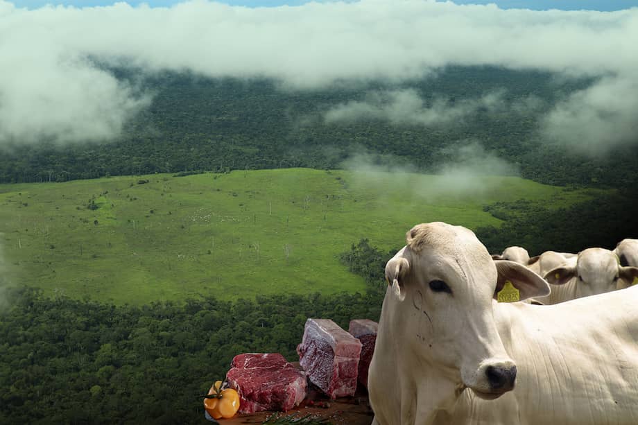 Fotomontaje a partir de un sobrevuelo junto a la FCDS por áreas protegidas del sur de Meta, Caquetá y Guaviare. Se evidencia la presencia de vacas (esquina inferior izquierda) pastando en zonas deforestadas de la Amazonia.