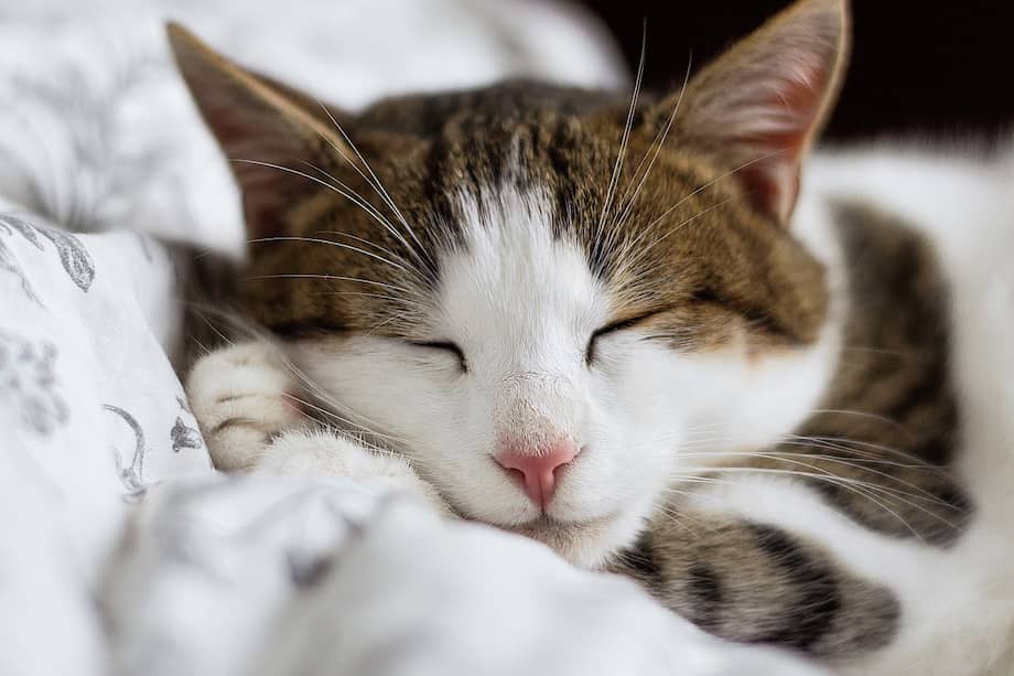 Los gatos pueden dormir hasta 16 horas al día.