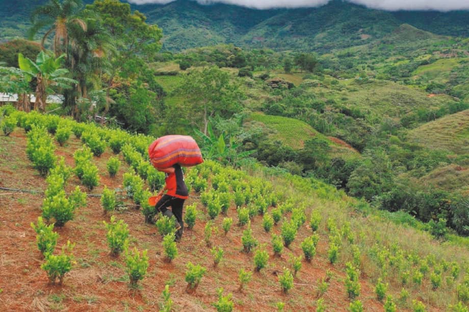 Según la Oficina de Política Nacional para el Control de Drogas de la Casa Blanca, Colombia tiene 234.000 hectáreas de coca. / Raúl Arboleda - AFP