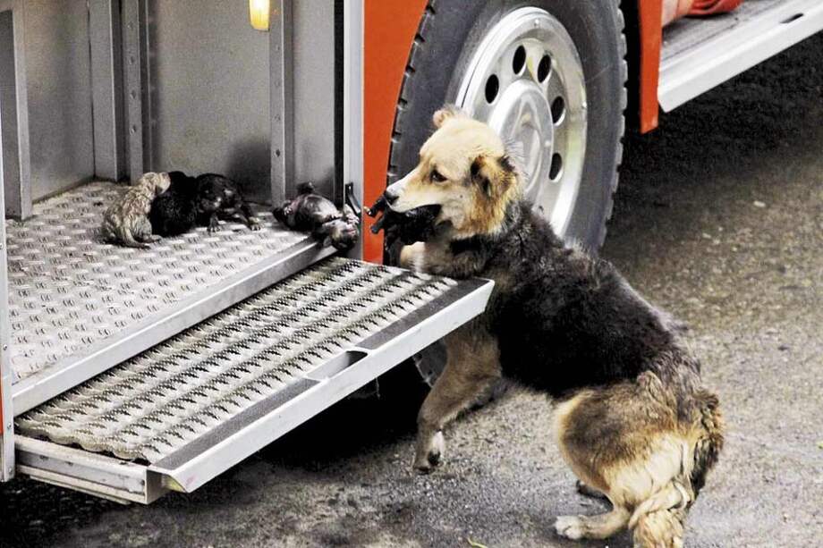 Esta perra salva a sus cachorros de un incendio.   /  EFE