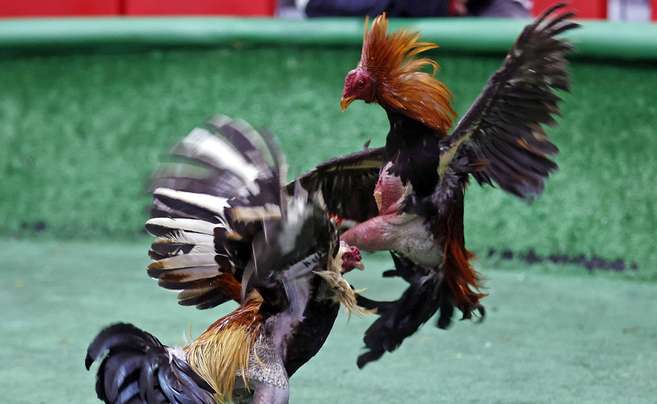 Las Peleas De Gallos En Colombia Un Espect Culo Atrapado En El Tiempo El Espectador