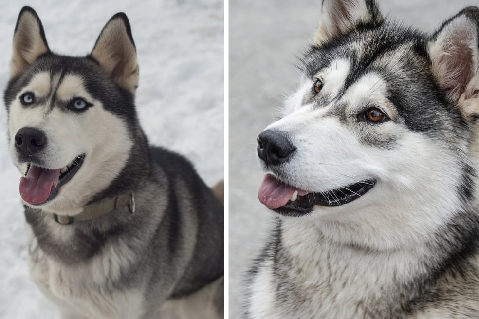 los malamutes de alaska son buenos primeros perros