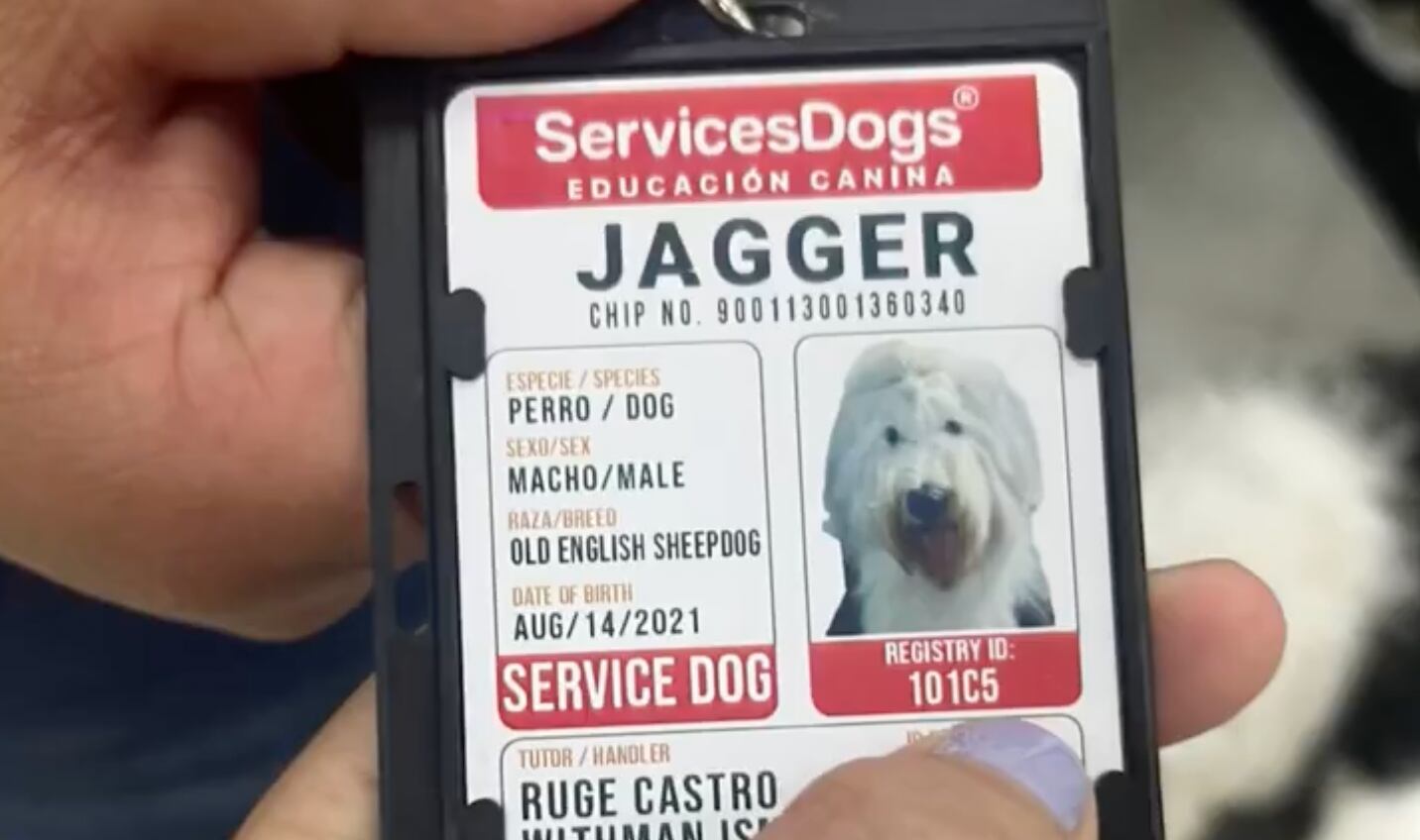 Video) Rechazan la entrada de un perro de ayuda médica a un supermercado en  Cali | EL ESPECTADOR